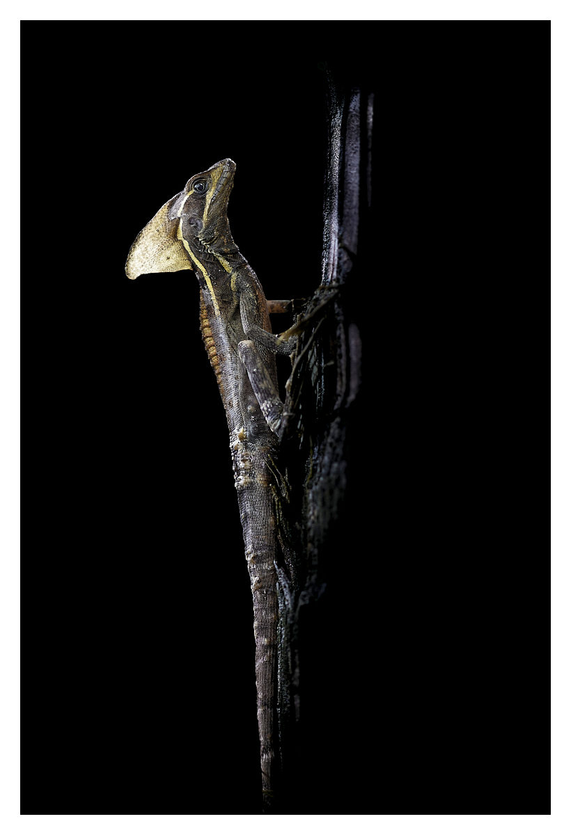 Basilic brun